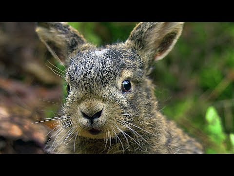 Заяц-русак (Lepus europaeus) | Film Studio Aves