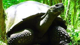 Giant GALAPAGOS TURTLES | Galapagos Islands | Гигантские галапагосские черепахи