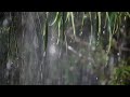 Sleep Immediately with Rain and Thunderstorm Sounds in Rainforest - Heavy Rain Sounds for Sleeping