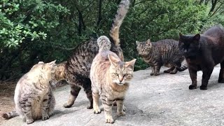 The cats are cute and warmly welcome children who arrive late to the meeting.