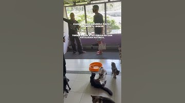 Lets #AdoptDontShop #SupportLocalRescuers PART4