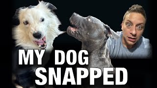 Episode 4: My Dog Snapped at the Puppy! What I did next…