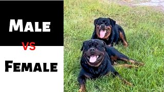 Male Vs Female 🦍🎯🔥