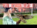 花上萬元買了一隻猛禽回家 老鷹會聽話嗎？ 【美麗妄娜】