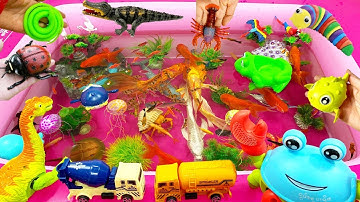 SINH VẬT BIỂN,CÁ DỌN BỂ,CÁ 7 MÀU,CÁ MẬP,CÁ,ỐC MƯỢN HỒN,SỨA