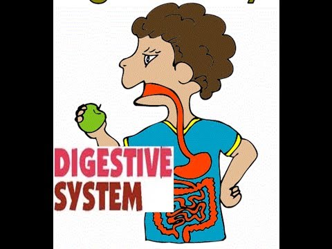 Digestive system function Digestive System Organs - YouTube
