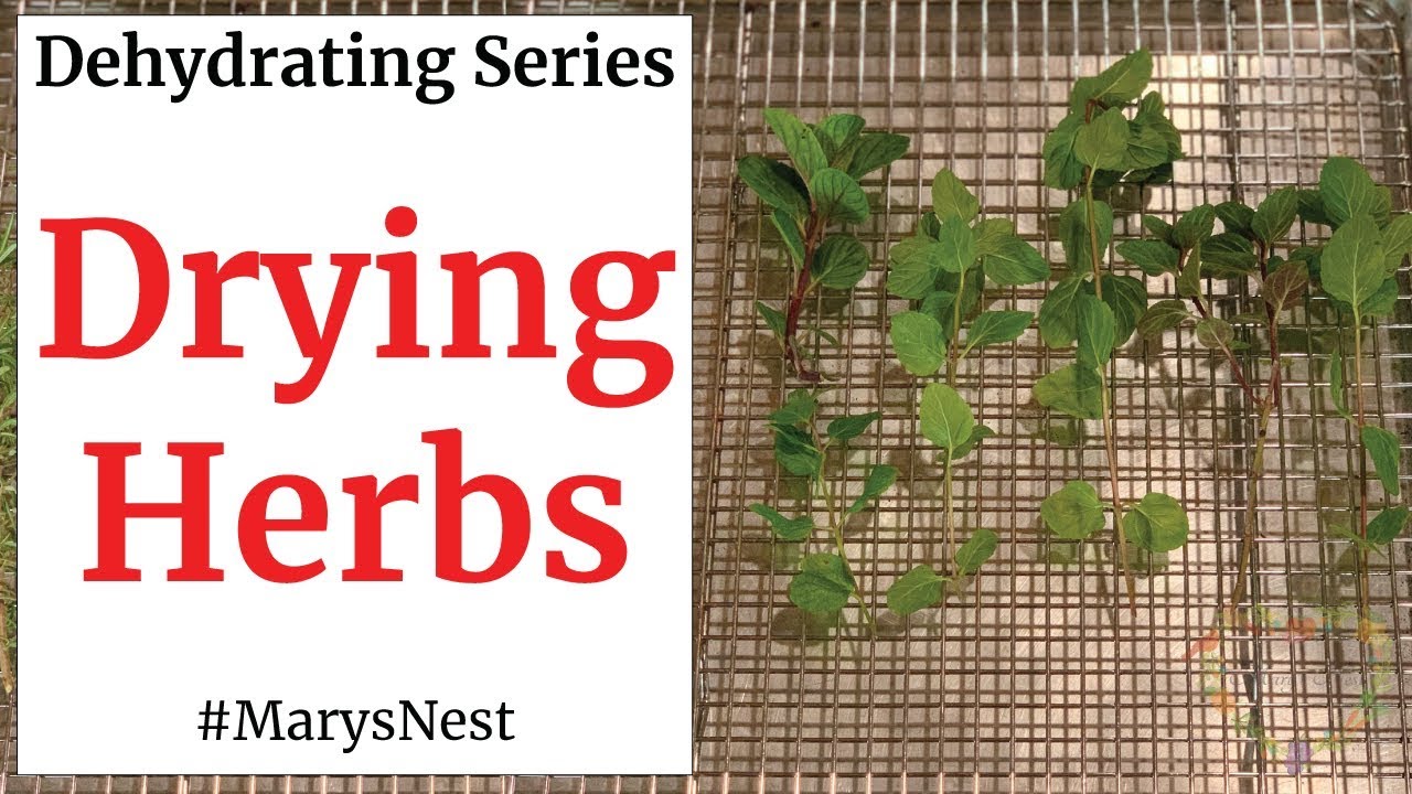 Dehydrating Herbs in my New Dehydrator! - Grandma's Little Gardens