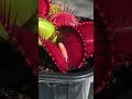 CARNIVOROUS PLANTS vs INSECTS