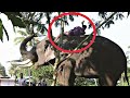 ഒന്നാം പാപ്പാനോടുള്ള കലിപ്പിൽ രണ്ടാമനെ താഴെയിറക്കാതെ ആന നിന്നത് മണിക്കൂറുകളോളം | Elephant Attack