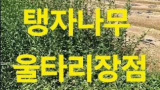 울타리목  탱자나무의장점