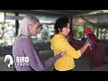 Eclectus Parrot Flight Training | Teaching a Bird to Land On Your Hand