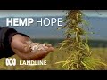 Aussie farmers learn to harvest hemp,  