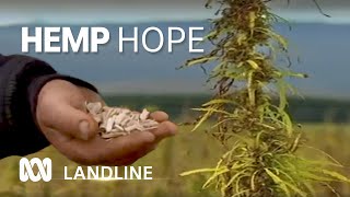 Aussie farmers learn to harvest hemp,  'toughest plant on the planet' 🌿 | Landline | ABC Australia