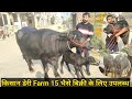 15 #झोटी बिक्री के लिए #उपलब्ध #पहले #दूसरे#ब्यात की #Kisan #Dairy #Farm #Karnal #Haryana