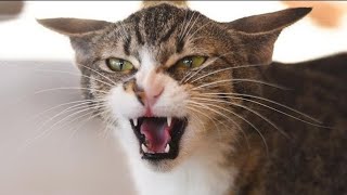 Mother Cat Calling For Her Kittens Sound Effect | Mom Cat Calling Her Kittens | Mama Cats Meowing by Animal Voice 242 views 2 weeks ago 2 minutes, 42 seconds