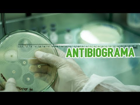 Como fazer e interpretar o Antibiograma?