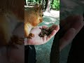 Кормлю альфу 😅 Feeding alpha squirrel