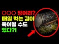 김에 관한 영양정보 / 김 / 조미김 / 식이섬유 / 요오드 / 저칼로리식품 / 다이어트 / 철분 / 빈혈 / 변비예방 / 젊고 건강하게 사는법 / 건강정보 / 건강한습관