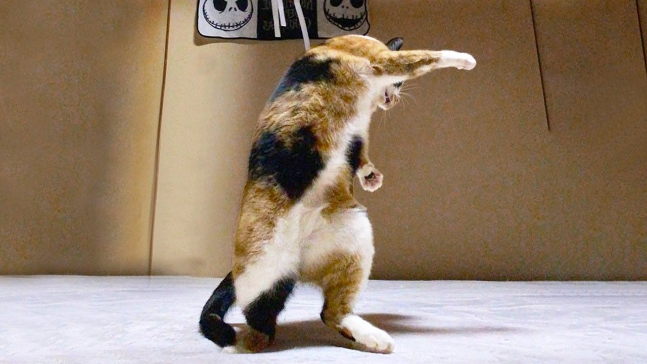 Funniest Cats Videos 2026 😼 Try Not To Laugh 😹 Part 90