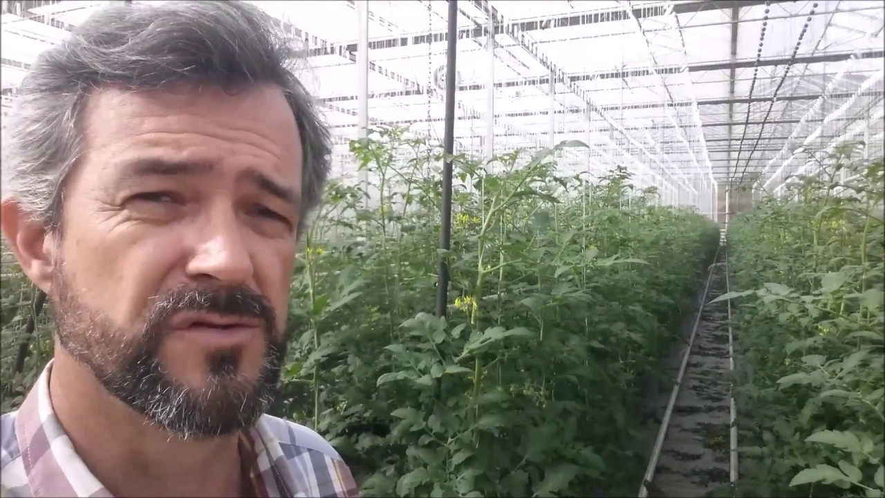 Video 2 tomate sem agrotoxico em estufa youtube