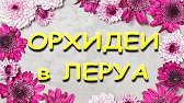 Орхидеи,узамба́рские фиалки,Самара🌺