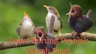 Suara Campuran Burung Prenjak Merah Paud dan Betina tirrrr