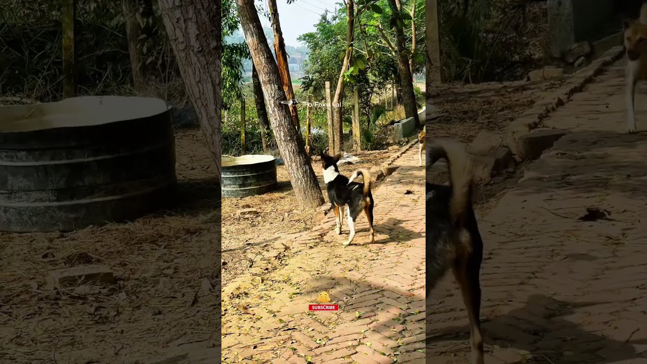 Drone Prank With Dog 😂 || Village People Shocked 😱 || 