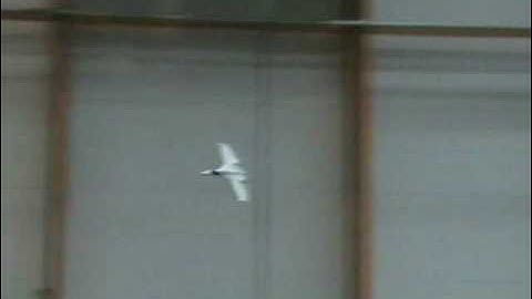 FunJet Indoor from Multiplex by www.ruberkon.com