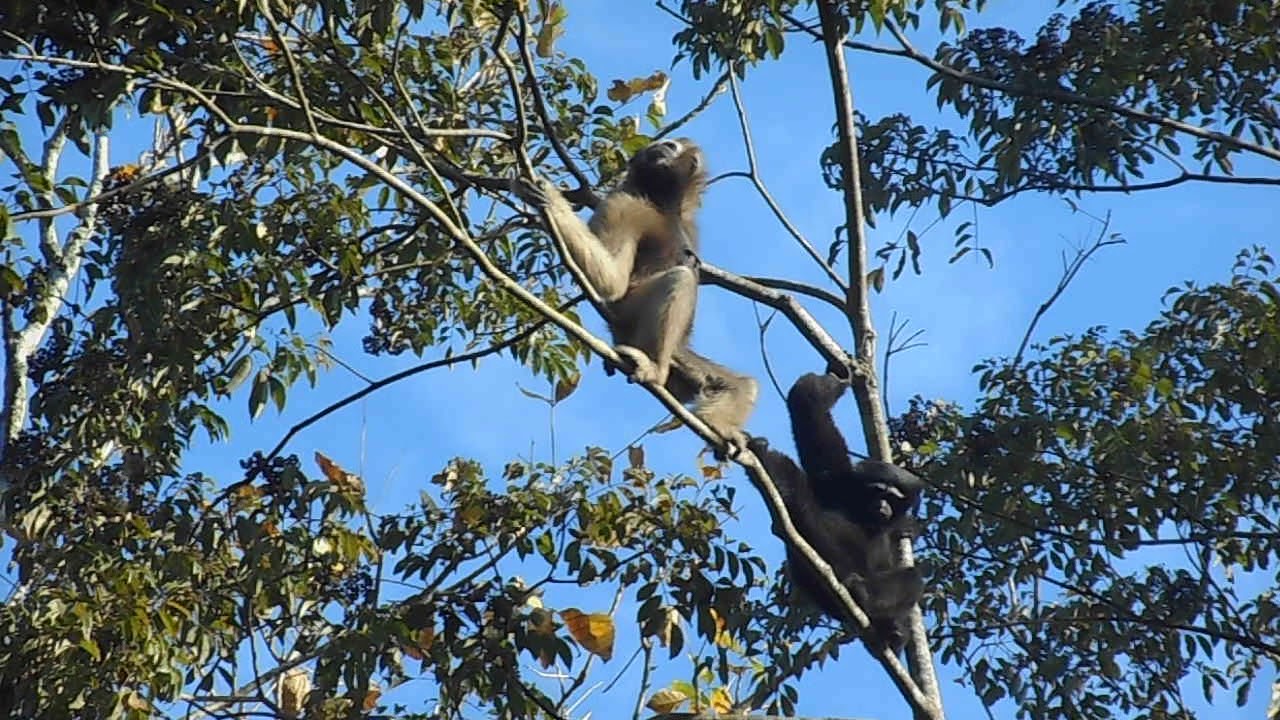 Dibru Saikhowa National Park Footage