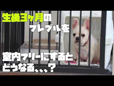 3ヶ月のフレンチブルドッグ室内フリーにするとどうなるの