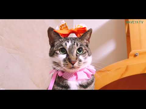 .| <strong>Cat</strong> model fashion <strong>show</strong>