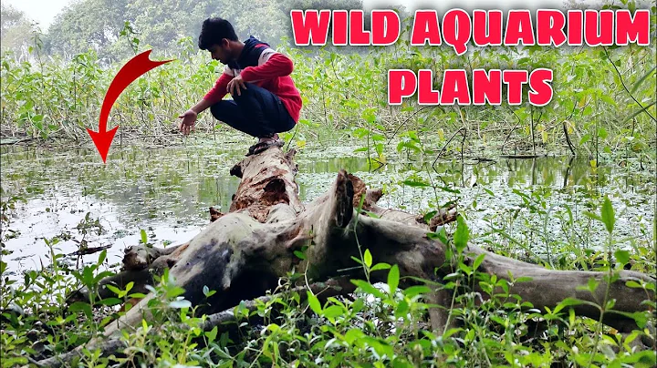 Exploring My Pond For Aquatic Plants In The Wild | Aquarium Plants Found ! | SUNDAY VLOG