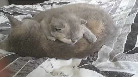 Watch the video about British Shorthair. Beautiful love *cattery Calmcat British Shorthair