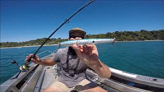 Shallow water Kingfish
