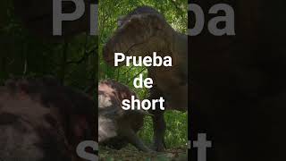 Prueba de short
