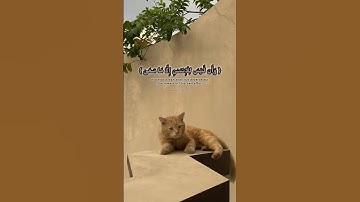 | سورة النجم🖤🤎| أيات-٤١-٣٩|وَأَن لَّیۡسَ لِلۡإِنسَـٰنِ إِلَّا مَا سَعَىٰ🤎🖤|#يارب#جميل#القران#سبحان