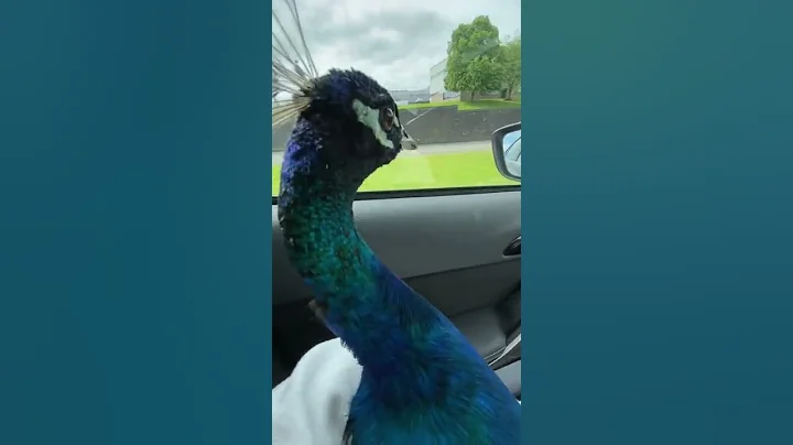 Louis peacock road trip