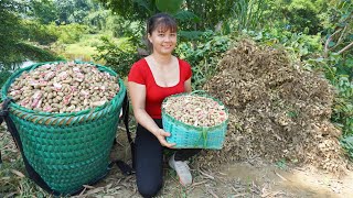 Harvesting Peanuts Goes To Market Sell, My Country Market || Phương  Free Bushcraft