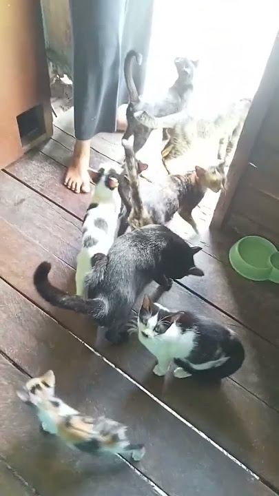biar gak bosan dengar tetangga dengarkan suara merdu kucing 🐈🐈😂😂