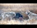 Wolves eating elk carcass in Yellowstone