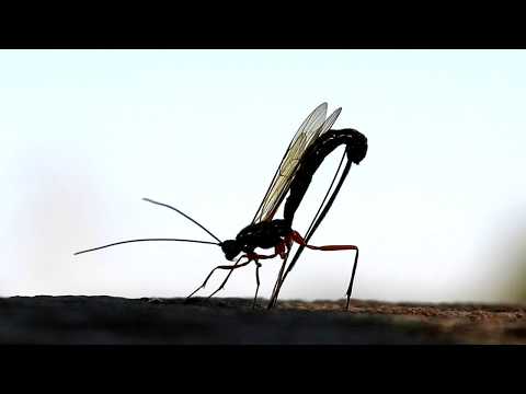 Самая крупная оса наездник Эфиальт-император, Parasitic wasp