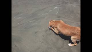 Un día en la Playa 2.0