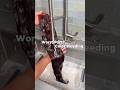 Color Hair Maintenance | Human Hair Makeover #hair #wigs #wiginstall