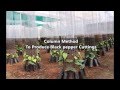 Column Method To Produce Black Pepper Cuttings