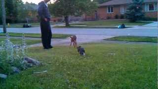 Cat Attacks Baby Deer