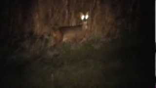 Roe deer on/in the lamp by TheMrGTsmash 1,863 views 10 years ago 27 seconds