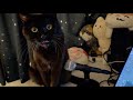 I also filmed some high-quality echo cat footage.