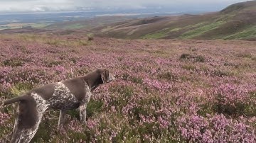 German s/h pointer hunting and holding a moving bird