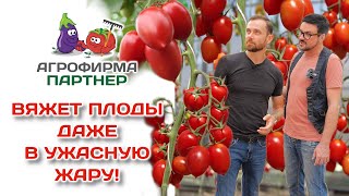 Вяжет плоды даже в ужасную жару! Стрессоустойчивый томат Джур-Джур