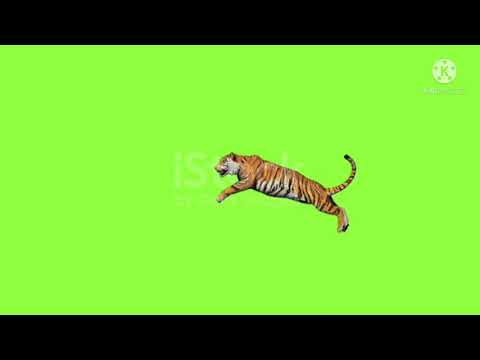 Green screen tiger